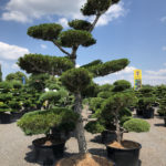 1552 - Borovice drobnokvět&aacute; - Pinus parviflora 'Glauca'