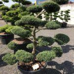 1554 - Jalovec prostředn&iacute; - Juniperus media 'Hetzii'