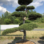 1558 - Borovice čern&aacute; prav&aacute; - Pinus nigra nigra