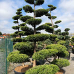 1559 - Jalovec č&iacute;nsk&yacute; - Juniperus chinensis 'Kuriwao Gold'