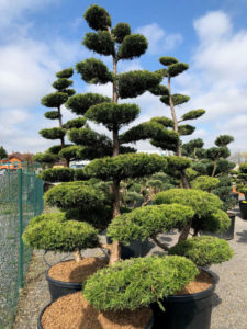 1559 - Jalovec čínský - Juniperus chinensis 'Kuriwao Gold'
