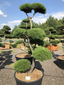 1560 - Borovice lesní - Pinus sylvestris