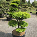 1561 - Tis prostředn&iacute; - Taxus media 'Hatfieldii'