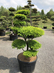 1561 - Tis prostředn&iacute; - Taxus media 'Hatfieldii'
