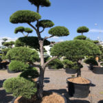 1564 - Borovice lesn&iacute; - Pinus sylvestris