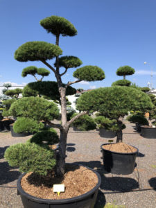 1564 - Borovice lesn&iacute; - Pinus sylvestris