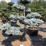 1565 - Smrk pichlav&yacute; - Picea pungens 'Hoopsii'