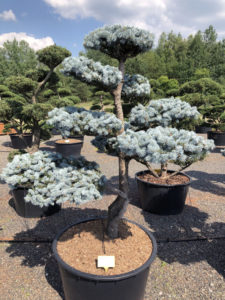 1565 - Smrk pichlavý - Picea pungens 'Hoopsii'