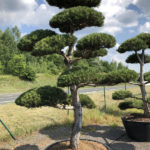 1566 - Borovice čern&aacute; prav&aacute; - Pinus nigra nigra