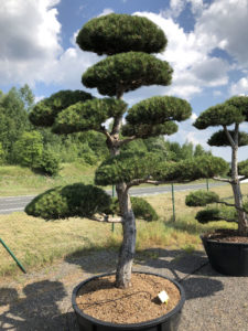 1566 - Borovice čern&aacute; prav&aacute; - Pinus nigra nigra