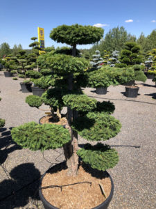 1567 - Tis červený - Taxus baccata 'Dovastoniana'