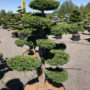 1567 - Tis červený - Taxus baccata 'Dovastoniana'