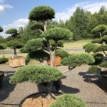 1569 - Borovice lesn&iacute; - Pinus sylvestris