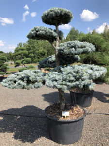 1570 - Smrk pichlavý - Picea pungens 'Hoopsii'