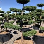 1571 - Tis červen&yacute; - Taxus baccata 'Dovastoniana'