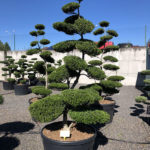 1572 - Cesm&iacute;na vroubkovan&aacute; - Ilex crenata 'Green Hedge'