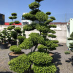 1572 - Cesm&iacute;na vroubkovan&aacute; - Ilex crenata 'Green Hedge'