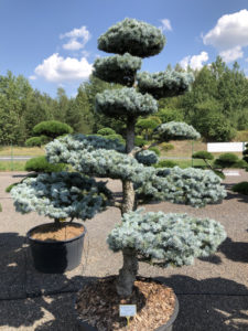 1574 - Smrk pichlavý - Picea pungens 'Hoopsii'