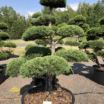 1577 - Borovice lesn&iacute; - Pinus sylvestris