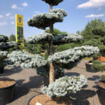 1578 - Smrk pichlav&yacute; - Picea pungens 'Hoopsii'