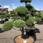 1579 - Borovice lesn&iacute; - Pinus sylvestris