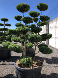 1581 - Zimostráz obecný - Buxus sempervirens