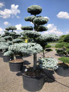 1584 - Smrk pichlavý - Picea pungens 'Hoopsii'