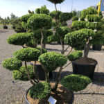 1586 - Zimostr&aacute;z obecn&yacute; - Buxus sempervirens