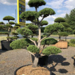 1587 - Borovice lesn&iacute; - Pinus sylvestris