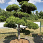 1589 - Borovice čern&aacute; prav&aacute; - Pinus nigra nigra