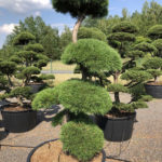 1590 - Borovice lesn&iacute; - Pinus sylvestris