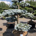 1591 - Smrk pichlav&yacute; - Picea pungens 'Hoopsii'