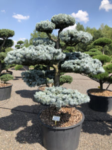 1591 - Smrk pichlavý - Picea pungens 'Hoopsii'