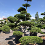 1592 - Borovice pokroucen&aacute; - Pinus contorta