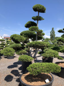 1592 - Borovice pokroucen&aacute; - Pinus contorta