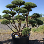 1594 - Borovice lesn&iacute; - Pinus sylvestris 'Watereri'