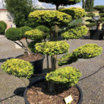 1596 - Tis červen&yacute; - Taxus baccata 'Dovastonii Aurea'