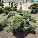 1599 - Borovice lesn&iacute; - Pinus sylvestris 'Repens'