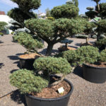 1604 - Borovice drobnokvět&aacute; - Pinus parviflora 'Tempelhof'