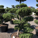 1605 - Borovice drobnokvět&aacute; - Pinus parviflora 'Tempelhof'