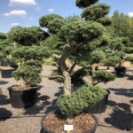 1606 - Borovice drobnokvět&aacute; - Pinus parviflora 'Tempelhof'