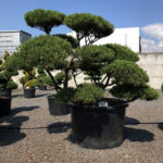 1607 - Borovice kleč - Pinus mugo mughus