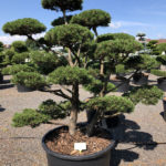 1608 - Borovice kleč - Pinus mugo 'Gnom'