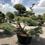 1609 - Borovice lesn&iacute; - Pinus sylvestris 'Norske Typ'