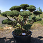 1610 - Borovice lesn&iacute; - Pinus sylvestris 'Watereri'