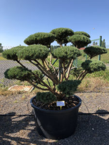 1610 - Borovice lesní - Pinus sylvestris 'Watereri'
