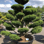 1612 - Tis červen&yacute; - Taxus baccata