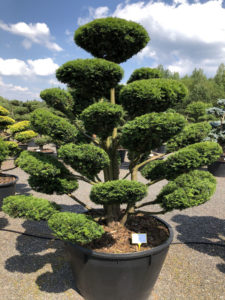 1612 - Tis červen&yacute; - Taxus baccata