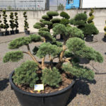 1614 - Borovice lesn&iacute; - Pinus sylvestris 'Repens'