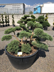 1614 - Borovice lesn&iacute; - Pinus sylvestris 'Repens'